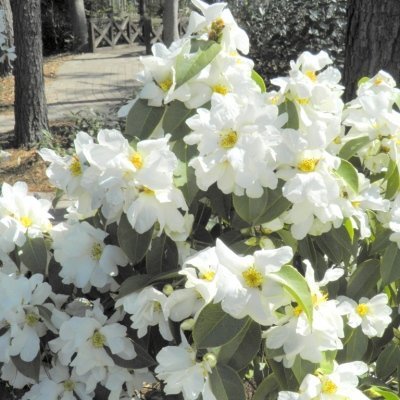 Camellia yushsienensis